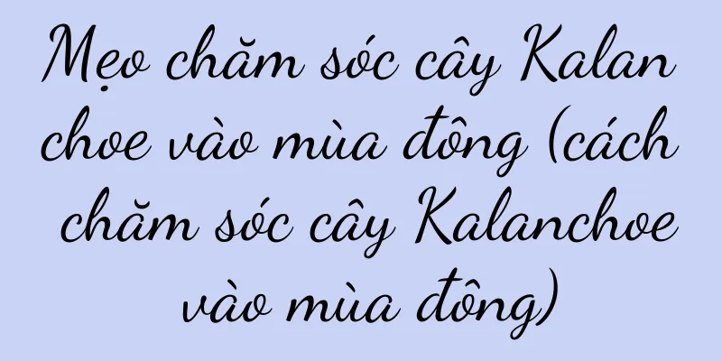 Mẹo chăm sóc cây Kalanchoe vào mùa đông (cách chăm sóc cây Kalanchoe vào mùa đông)