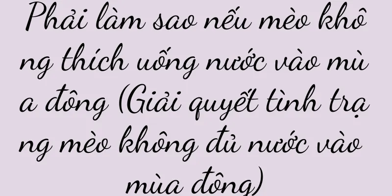Phải làm sao nếu mèo không thích uống nước vào mùa đông (Giải quyết tình trạng mèo không đủ nước vào mùa đông)