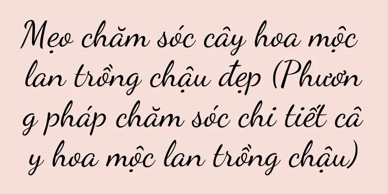 Mẹo chăm sóc cây hoa mộc lan trồng chậu đẹp (Phương pháp chăm sóc chi tiết cây hoa mộc lan trồng chậu)