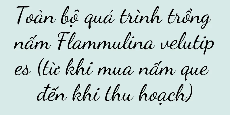 Toàn bộ quá trình trồng nấm Flammulina velutipes (từ khi mua nấm que đến khi thu hoạch)
